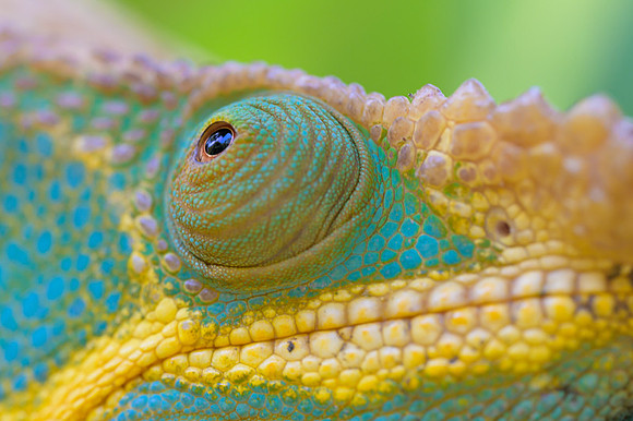 Parson's chameleon