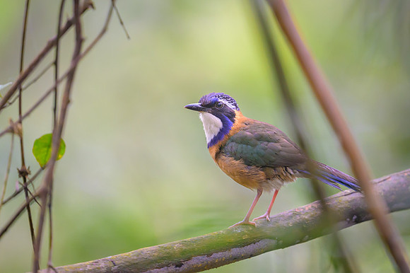 Pitta-like Ground-Roller