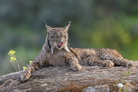 Iberian Lynx / Ryś Iberyjski