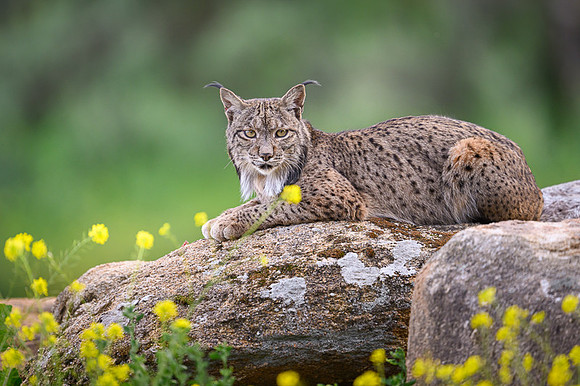 Iberian Lynx / Ryś Iberyjski