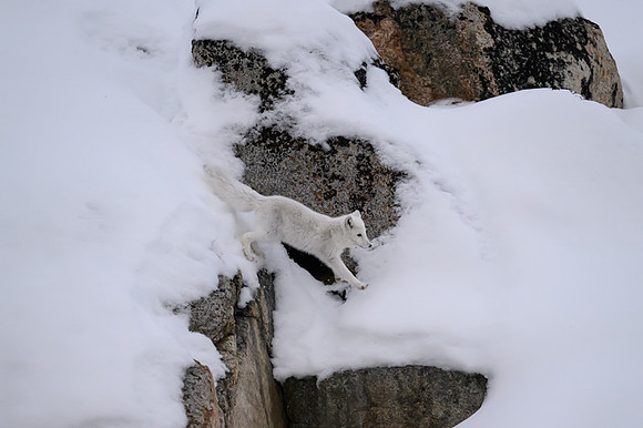 Arctic fox White