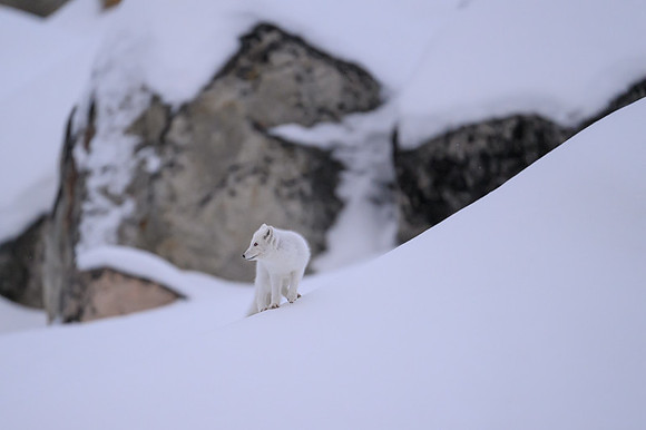 Arctic fox White