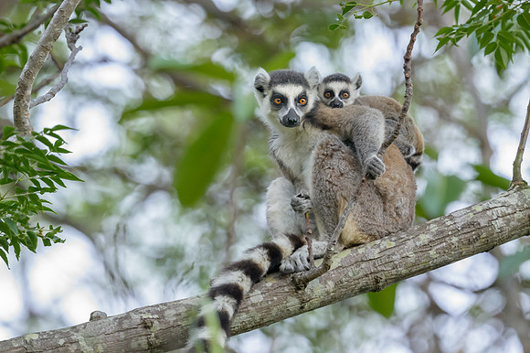 Ring-tailed lemurs