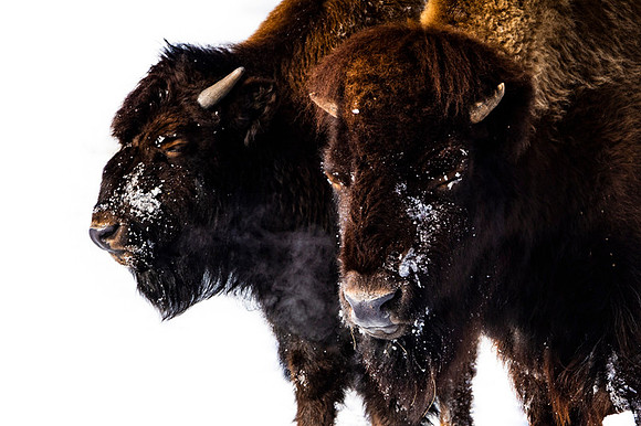 American bison