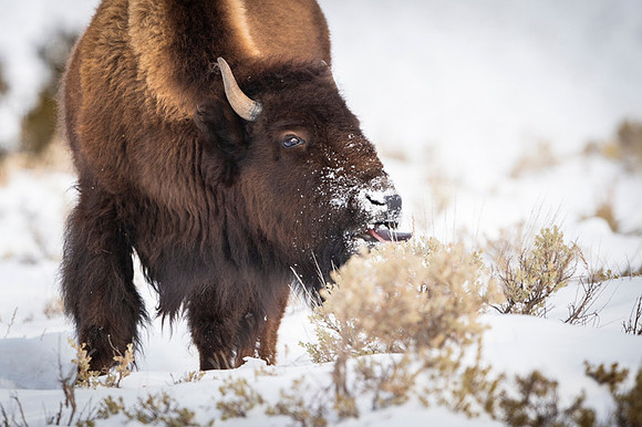 American bison