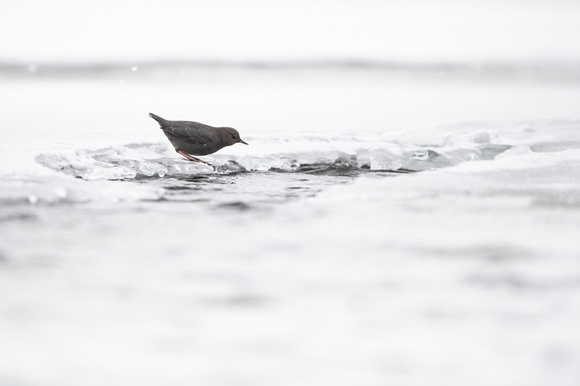 American dipper