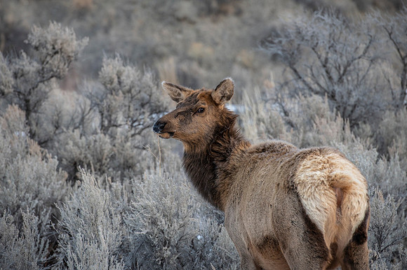 Elk / Wapiti