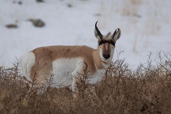 Pronghorn