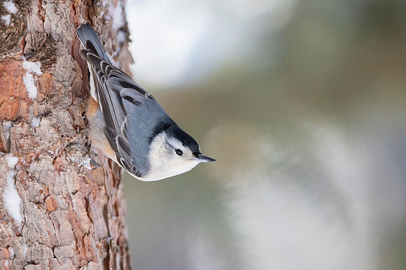 White-breasted nuthatch