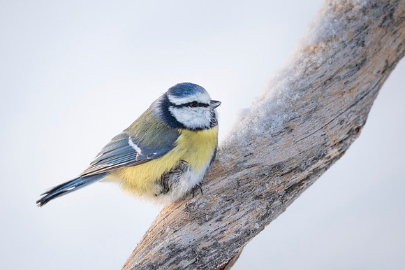 Blue Tit / Sikora Modraszka