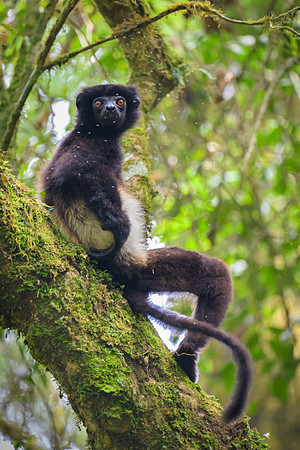 Milne-Edwards's sifaka