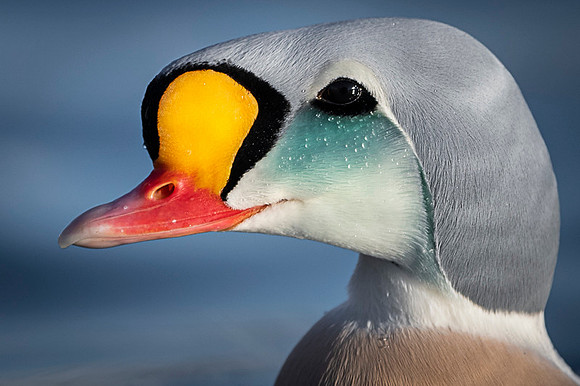 King eider / Turkan