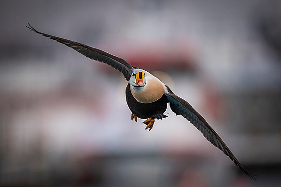 King eider / Turkan