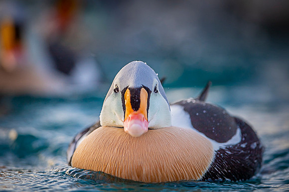 King eider / Turkan