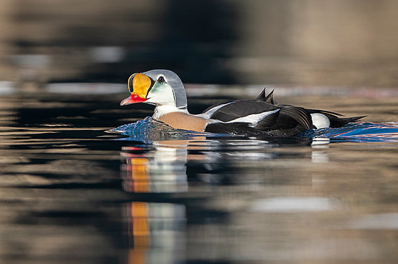 King eider / Turkan