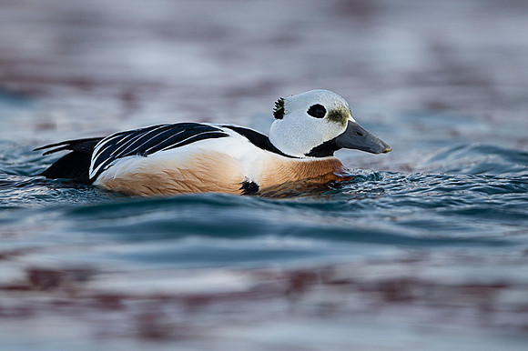Steller's eider / Birginiak