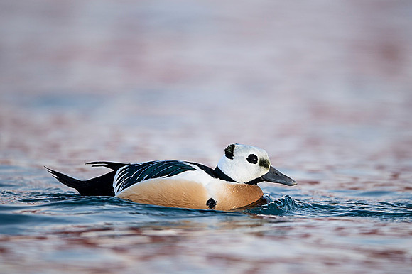 Steller's eider / Birginiak