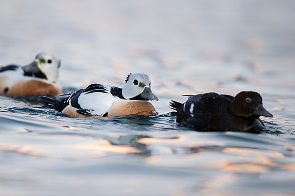 Steller's eider / Birginiak