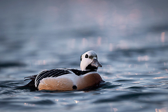 Steller's eider / Birginiak