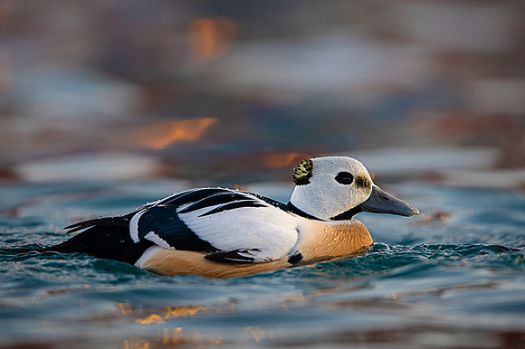 Steller's eider / Birginiak