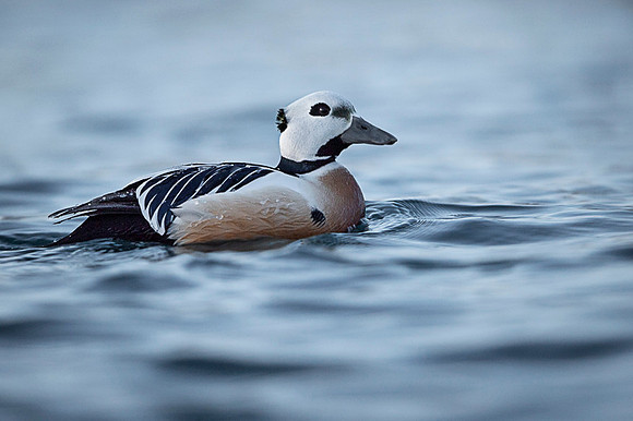 Steller's eider / Birginiak