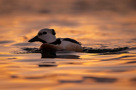 Steller's eider / Birginiak