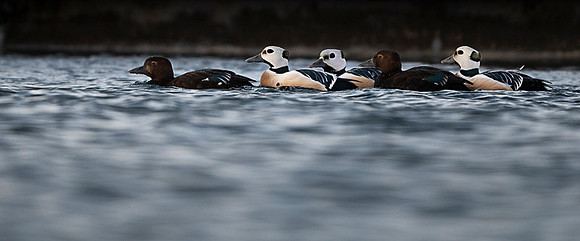 Steller's eider / Birginiak