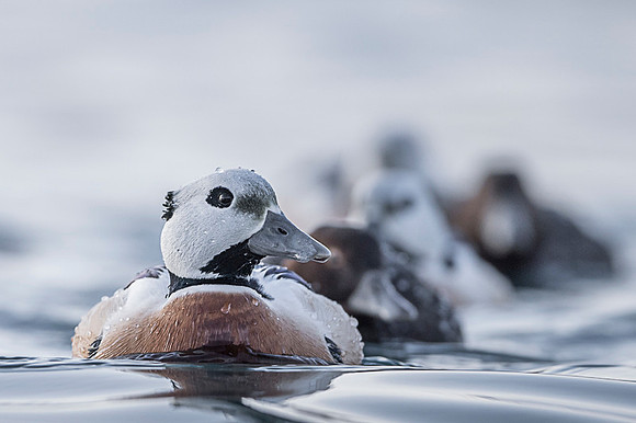 Steller's eider / Birginiak