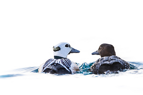 Steller's eider / Birginiak