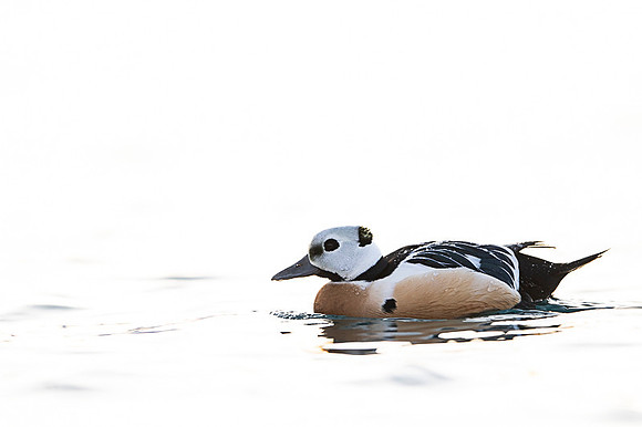 Steller's eider / Birginiak