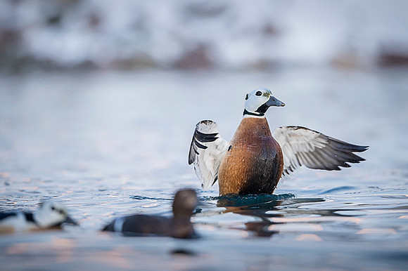 Steller's eider / Birginiak