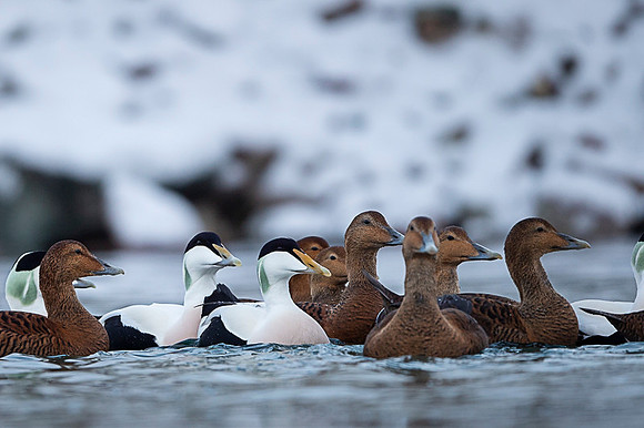 Common Eider / Edredon