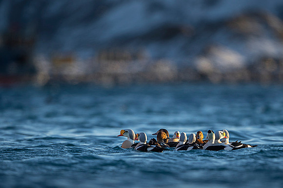 Common Eider / Edredon