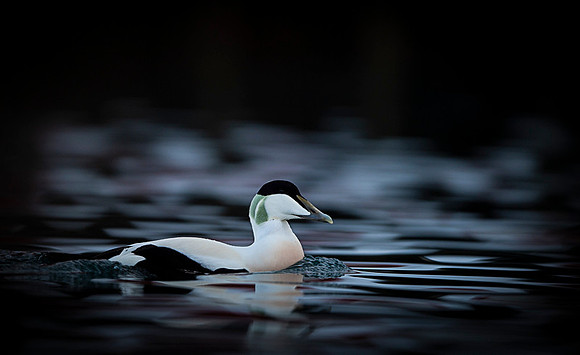 Common Eider / Edredon