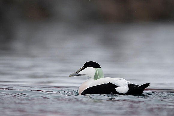Common Eider / Edredon