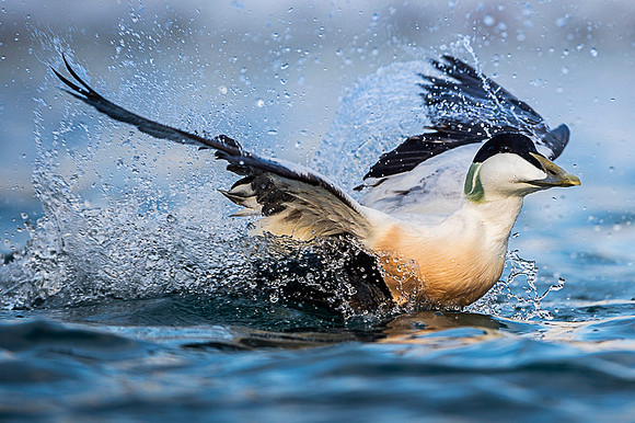 Common Eider / Edredon