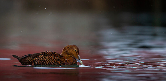 Common Eider / Edredon