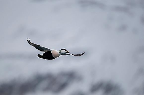 Common Eider / Edredon