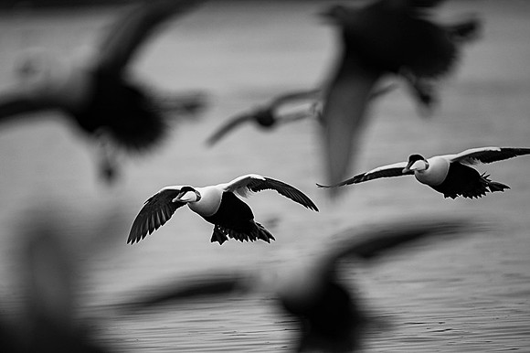 Common Eider / Edredon