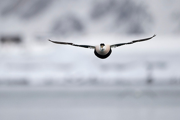 Common Eider / Edredon
