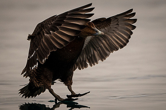 Common Eider / Edredon