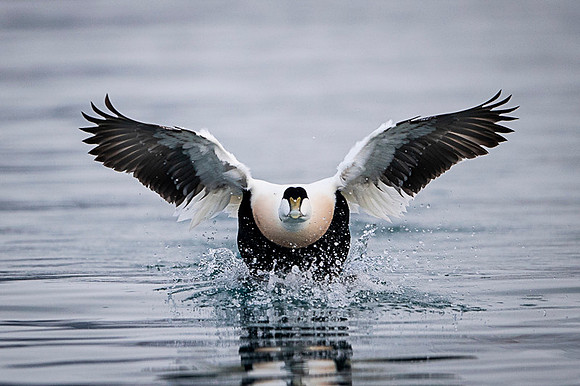 Common Eider / Edredon