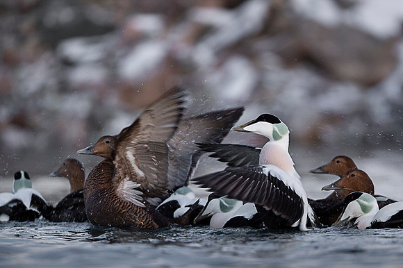 Common Eider / Edredon