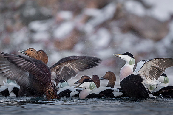Common Eider / Edredon