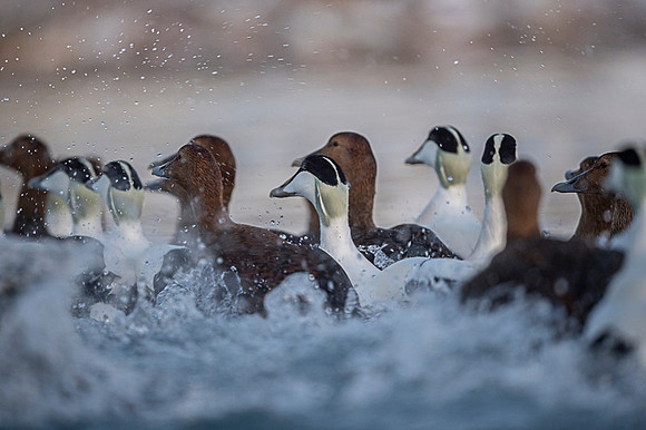 Common Eider / Edredon