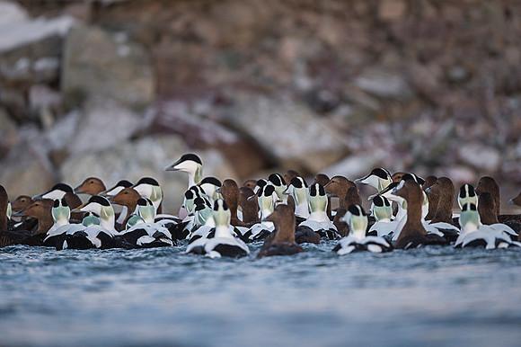 Common Eider / Edredon