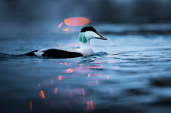 Common Eider / Edredon