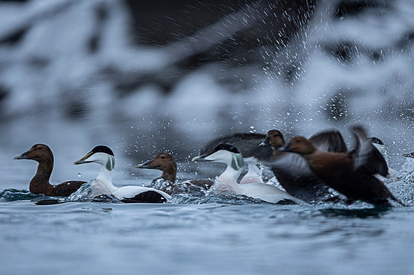 Common Eider / Edredon
