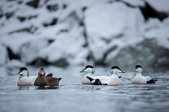 Common Eider / Edredon