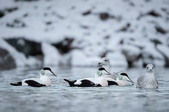 Common Eider / Edredon